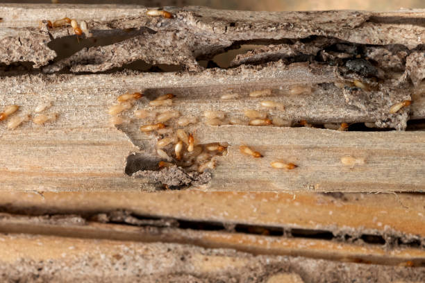 Flea Control Services in West Liberty, WV